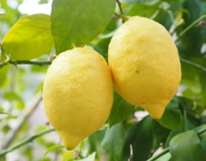Lemon Health, Nutrition, Market & Economics